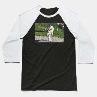 Addax Baseball T-Shirt